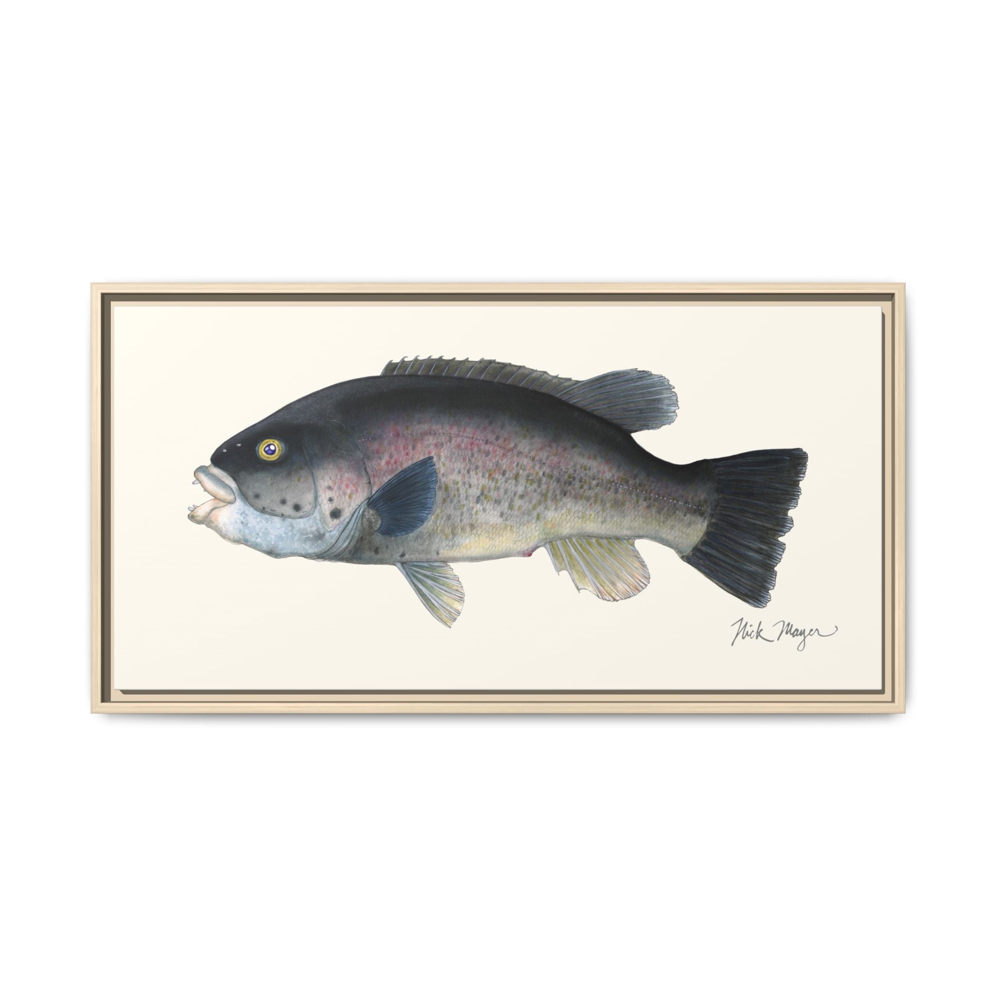 Tautog / Blackfish Framed Canvas Print Printify