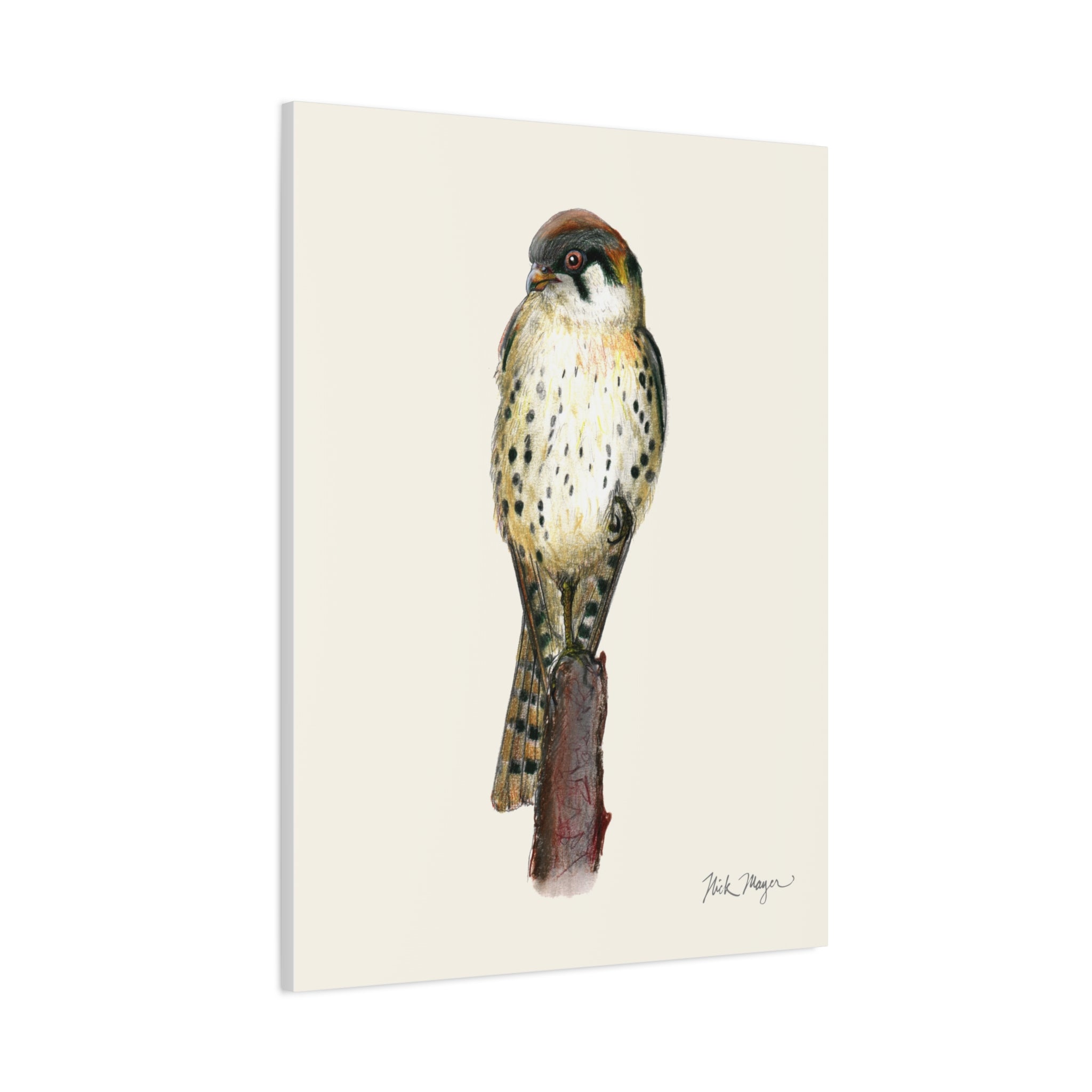 American Kestrel Canvas Print