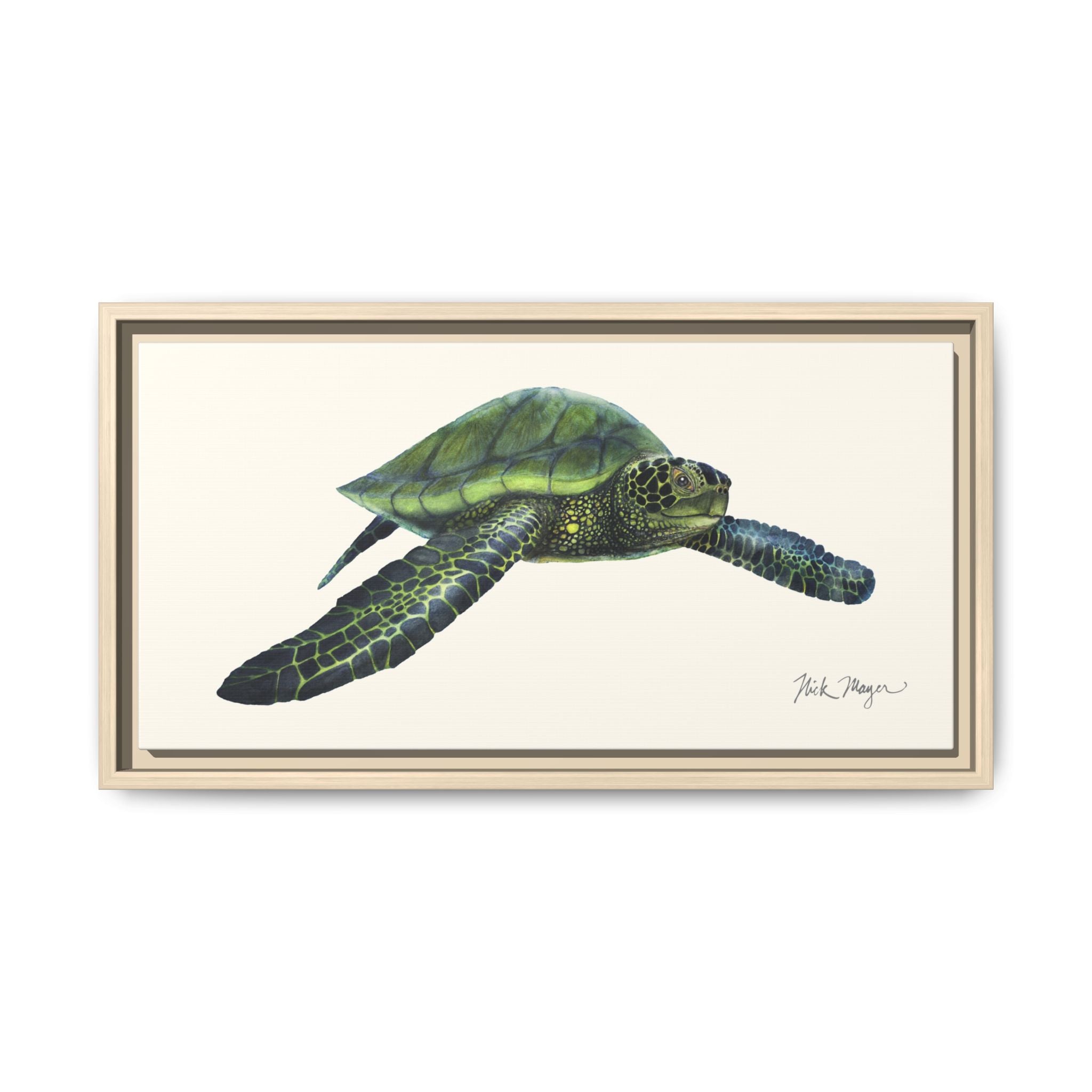 Green Sea Turtle I Framed Canvas Print Printify