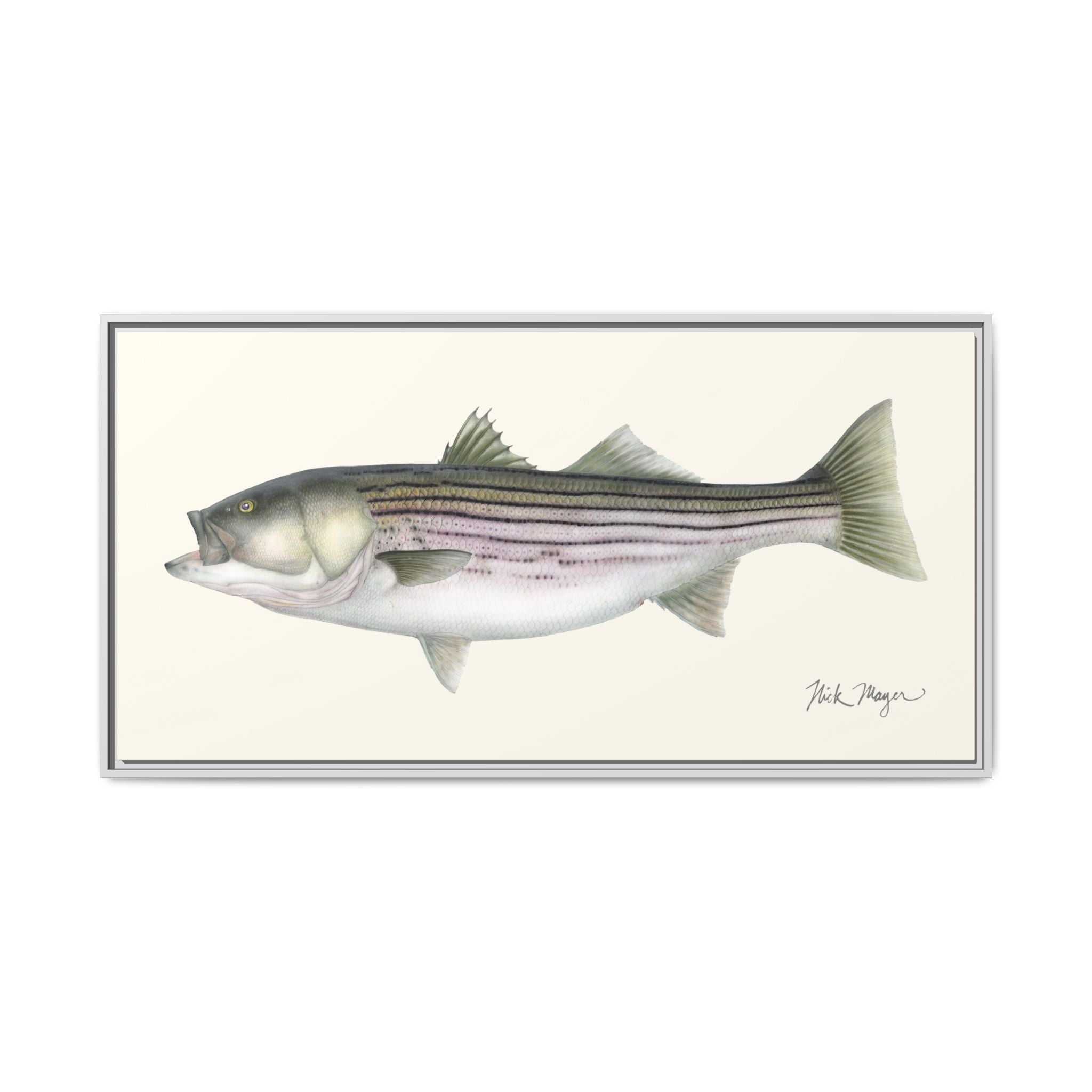 Striped Bass, 30 lbs Framed Canvas Print Printify
