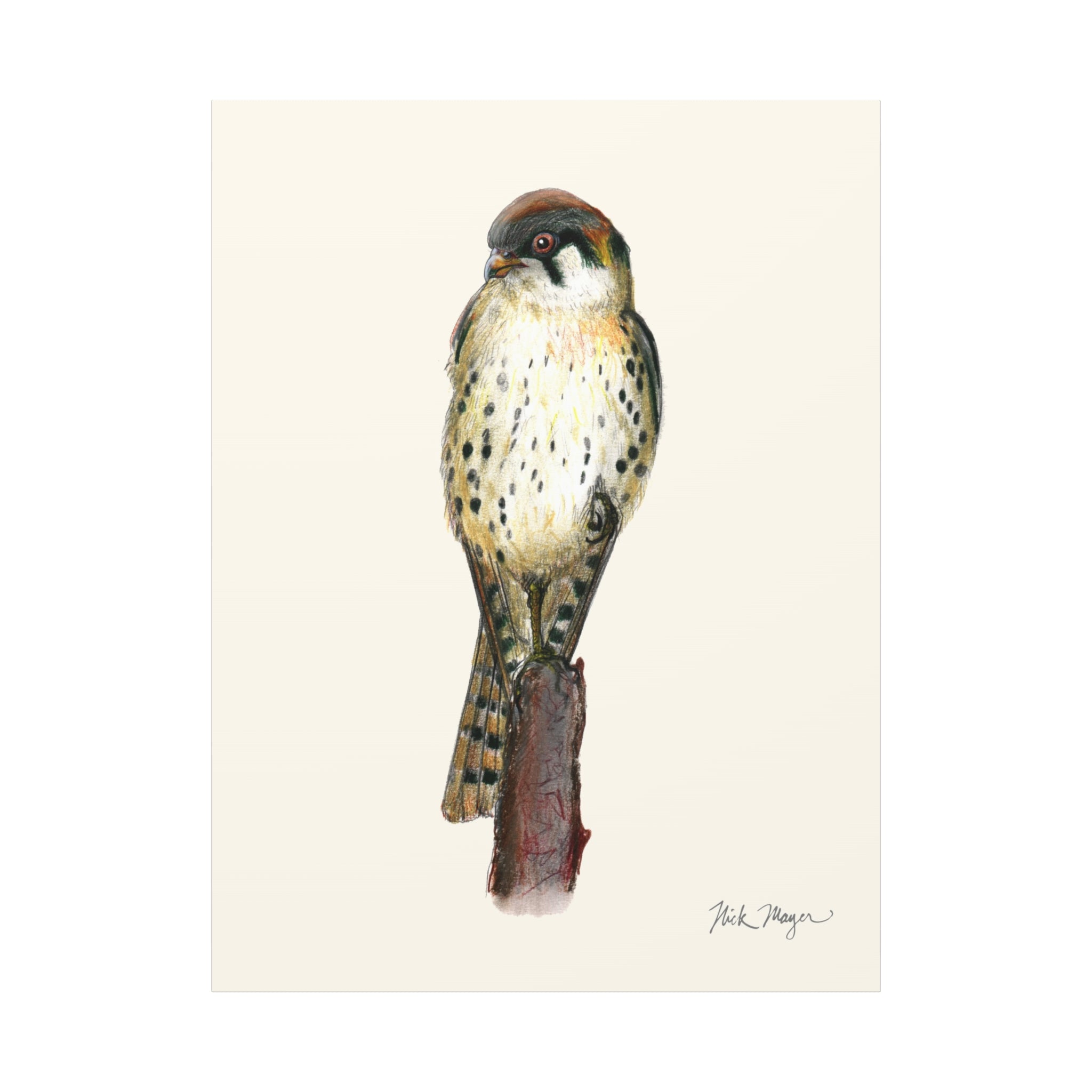 American Kestrel Canvas Print