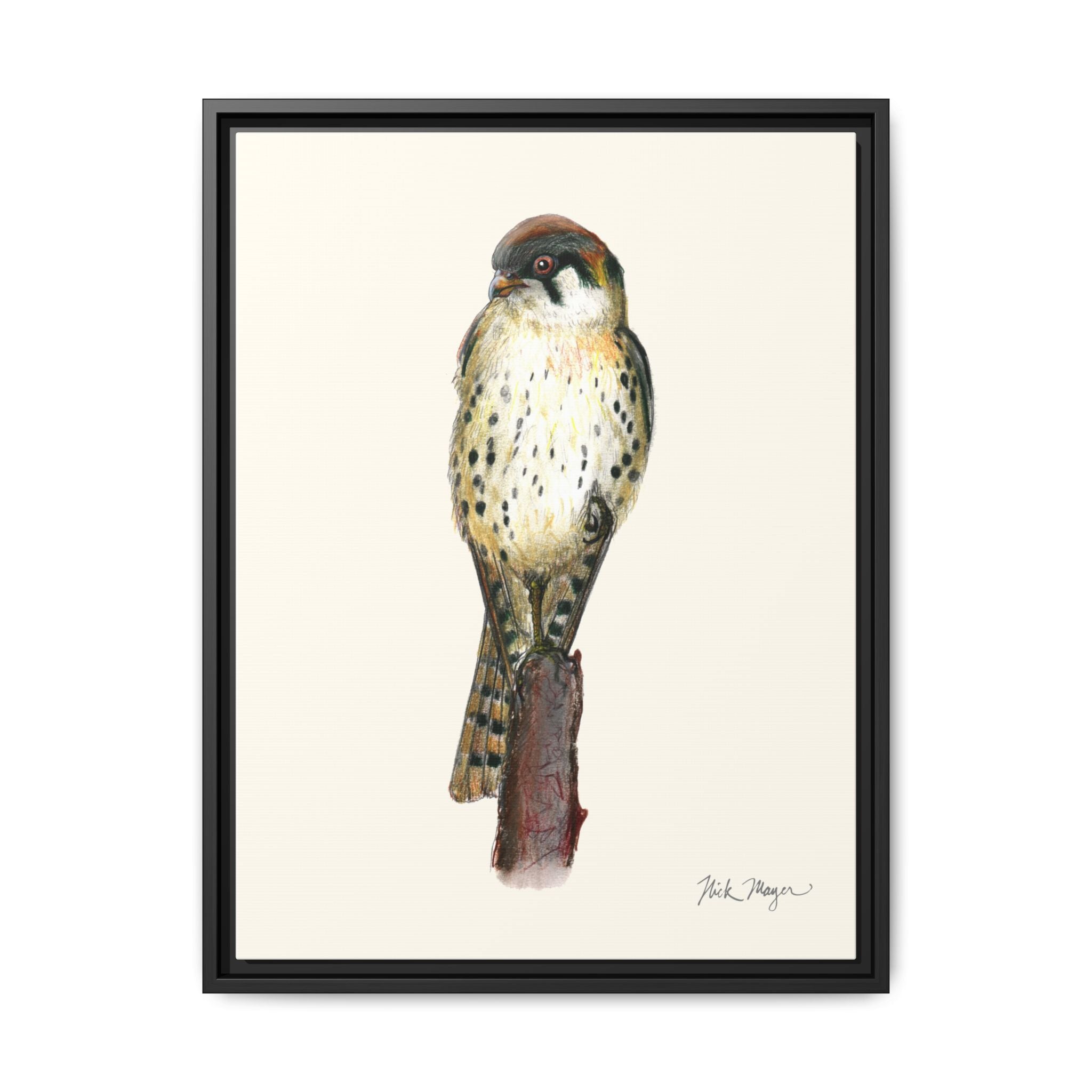 American Kestrel Framed Canvas Print Printify