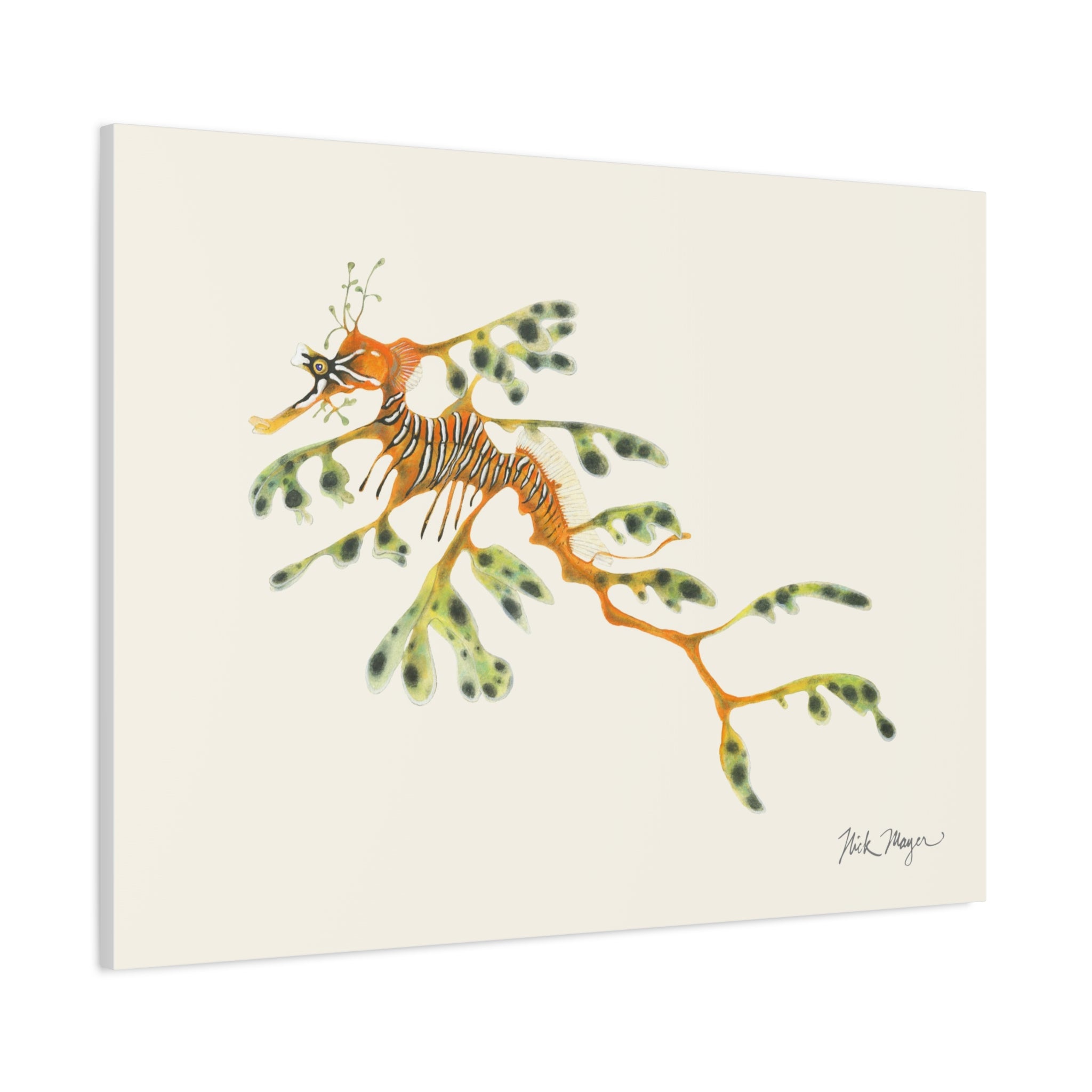 Leafy Sea Dragon Canvas Print