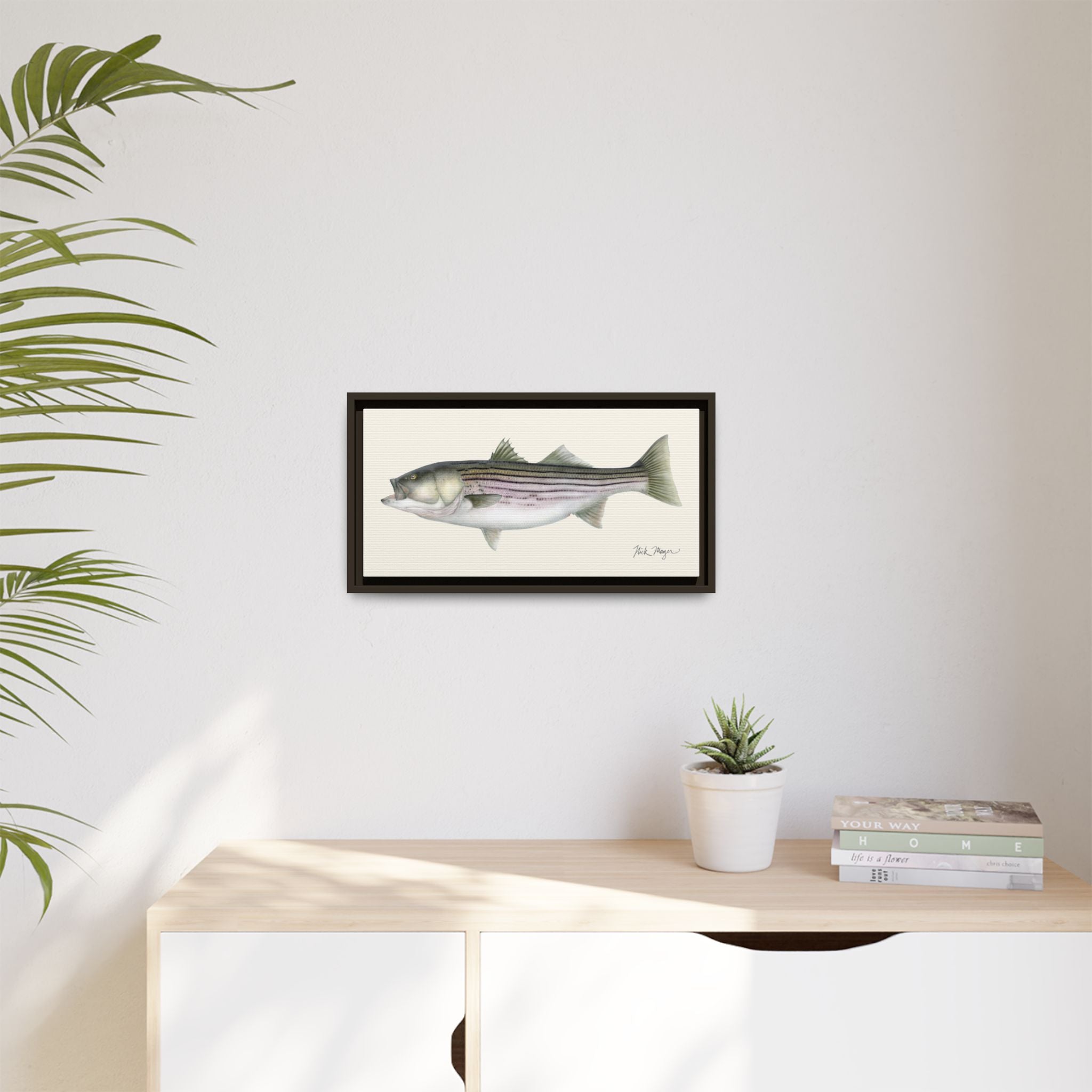 Striped Bass, 30 lbs Framed Canvas Print