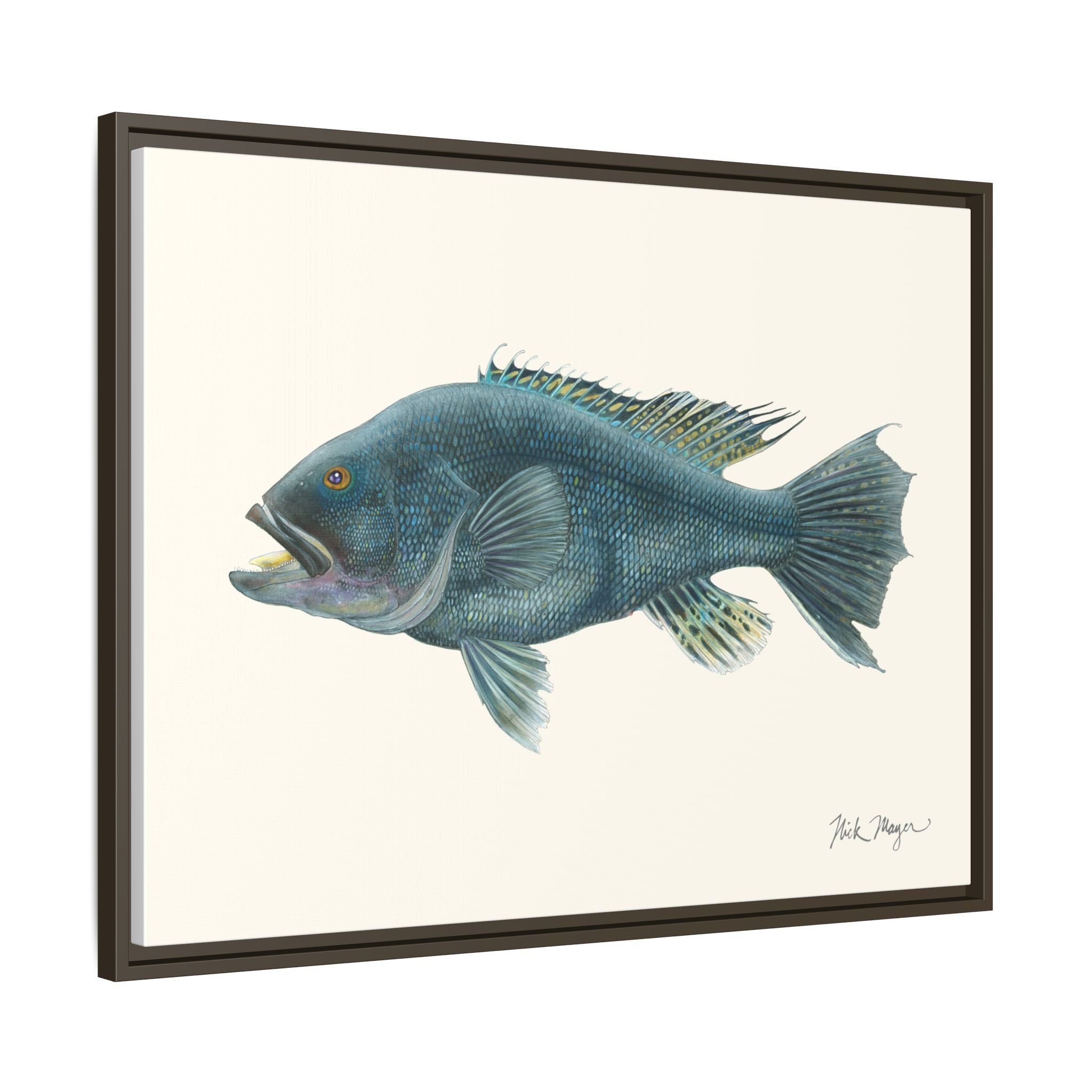 Black Sea Bass Framed Canvas Print Printify