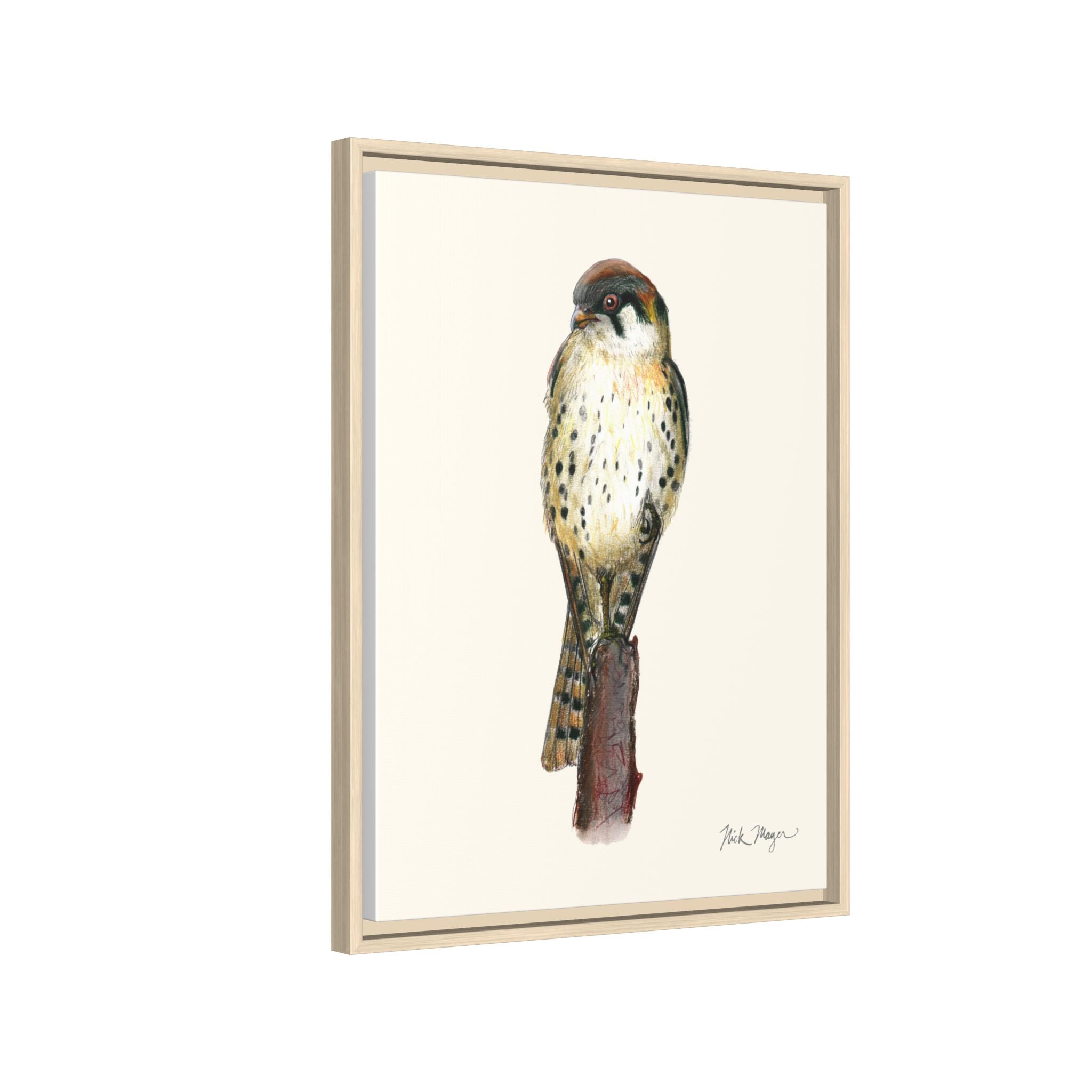 American Kestrel Framed Canvas Print Printify