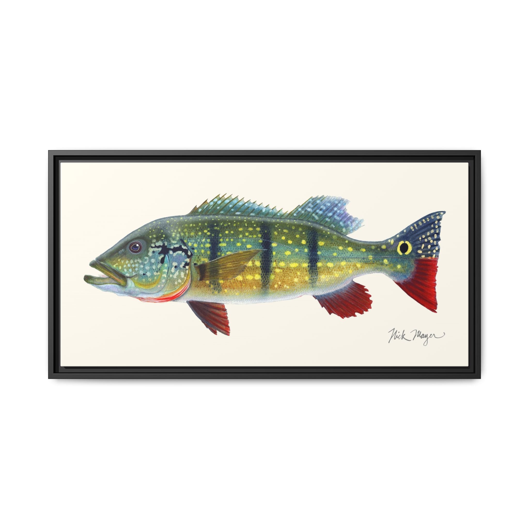 Peacock Bass Framed Canvas Print Printify