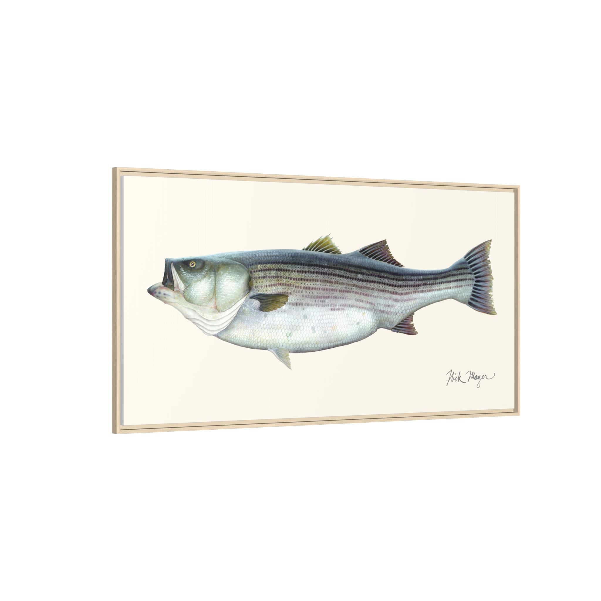 Striped Bass, 60 lbs Framed Canvas Print Printify