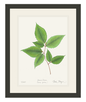 American Beech Botanical Print