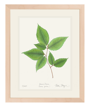 American Beech Botanical Print