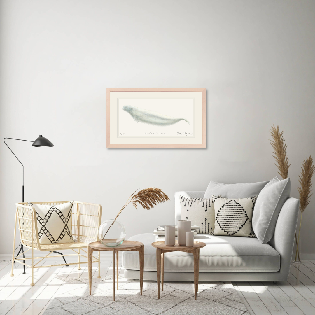 Beluga Whale Limited Edition Print