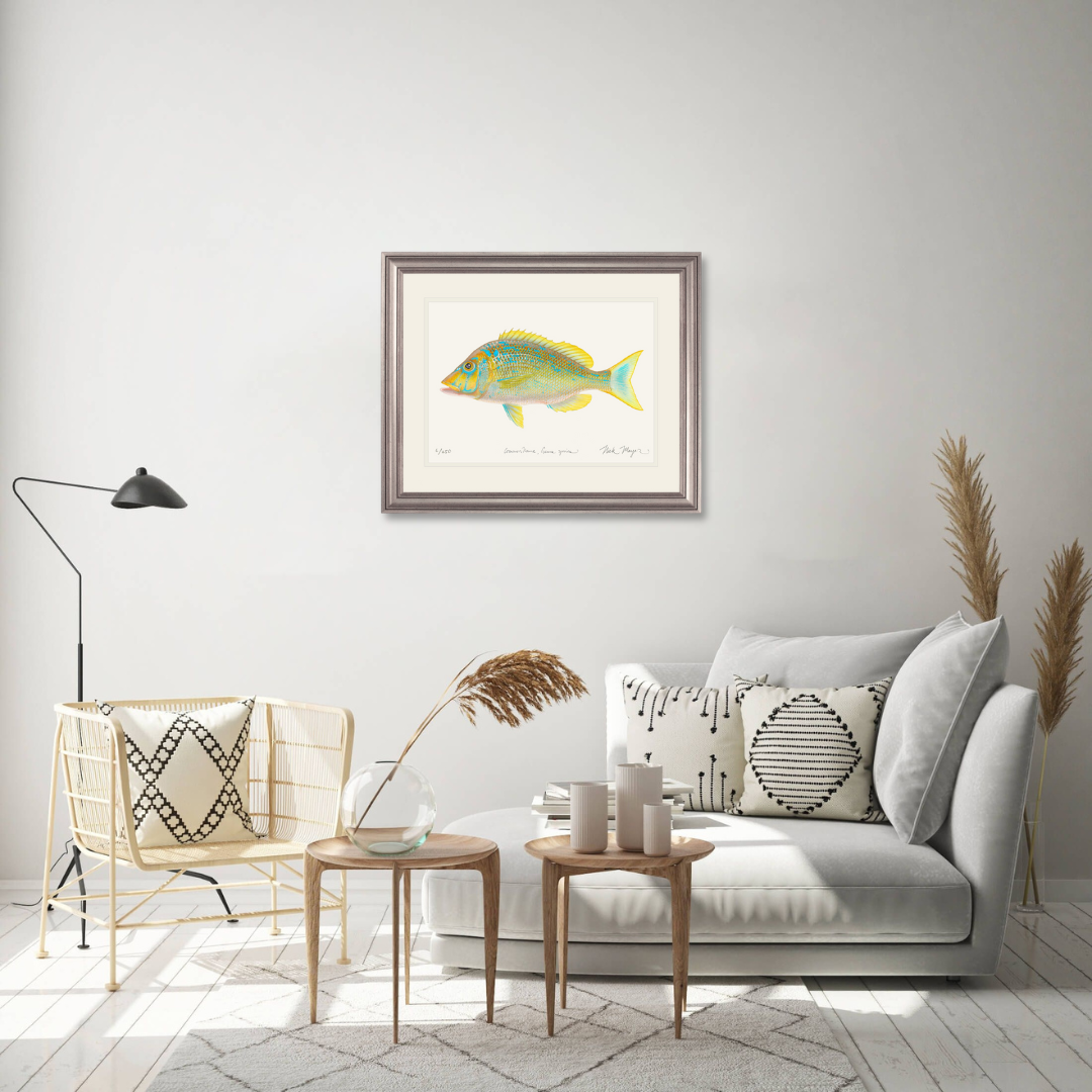 Blue Spangled Emperorfish Limited Edition Print