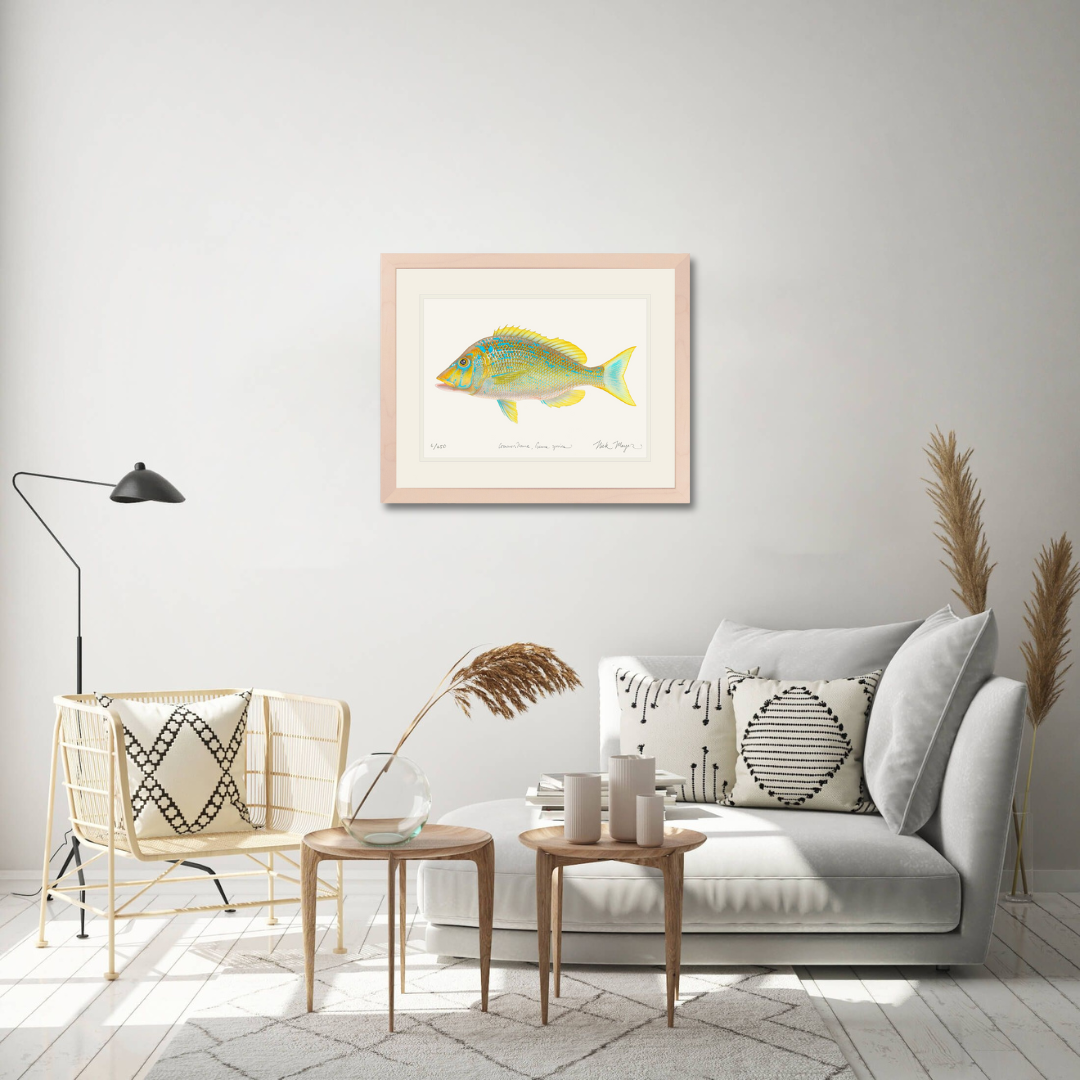 Blue Spangled Emperorfish Limited Edition Print