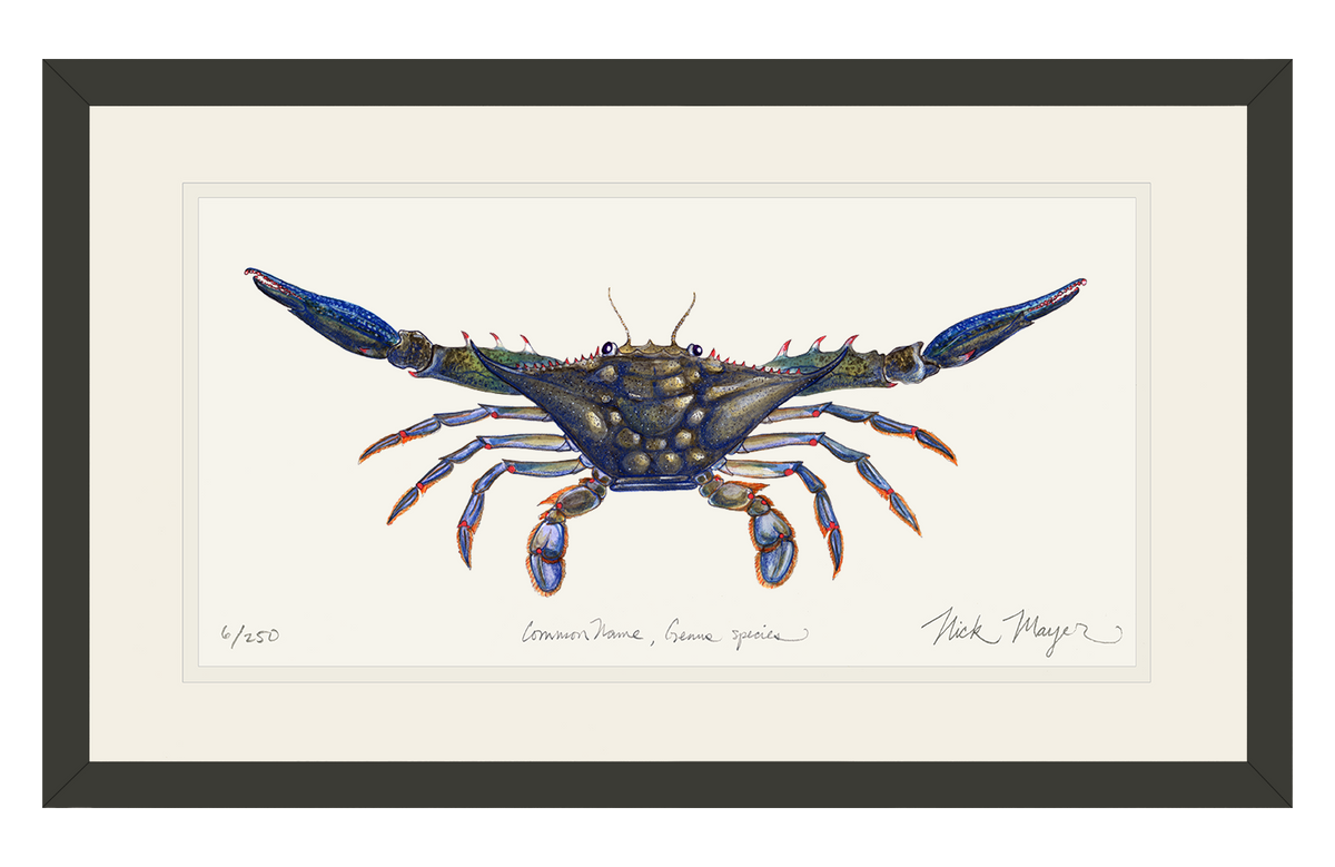 BLUE CRAB II: 11" x 14" FRAMED IN BLACK, 1 AVAILABLE, SHIPS MONDAY 12/18/23!