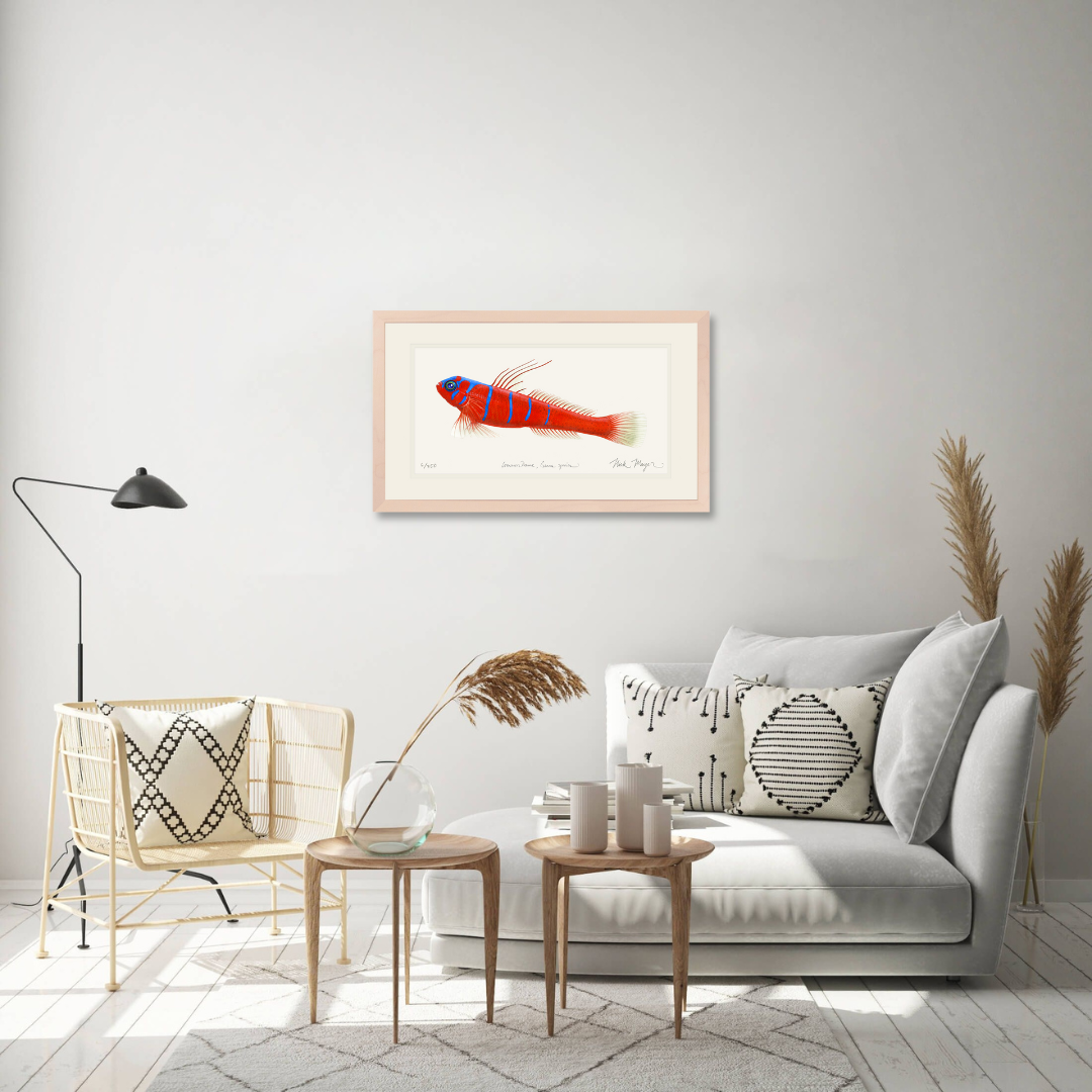 Bluebanded Goby Limited Edition Print