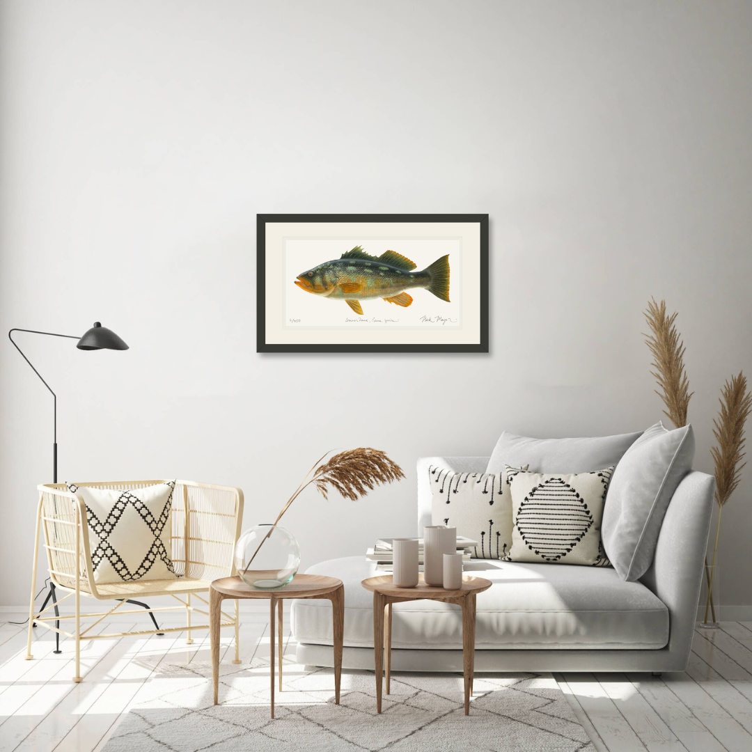 Bull Calico Bass III Print