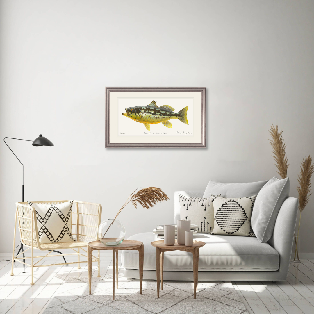 Calico Bass II Limited Edition Print