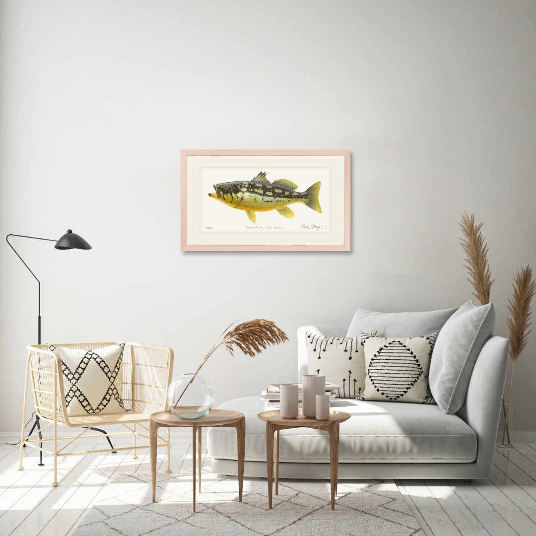 Calico Bass II Limited Edition Print