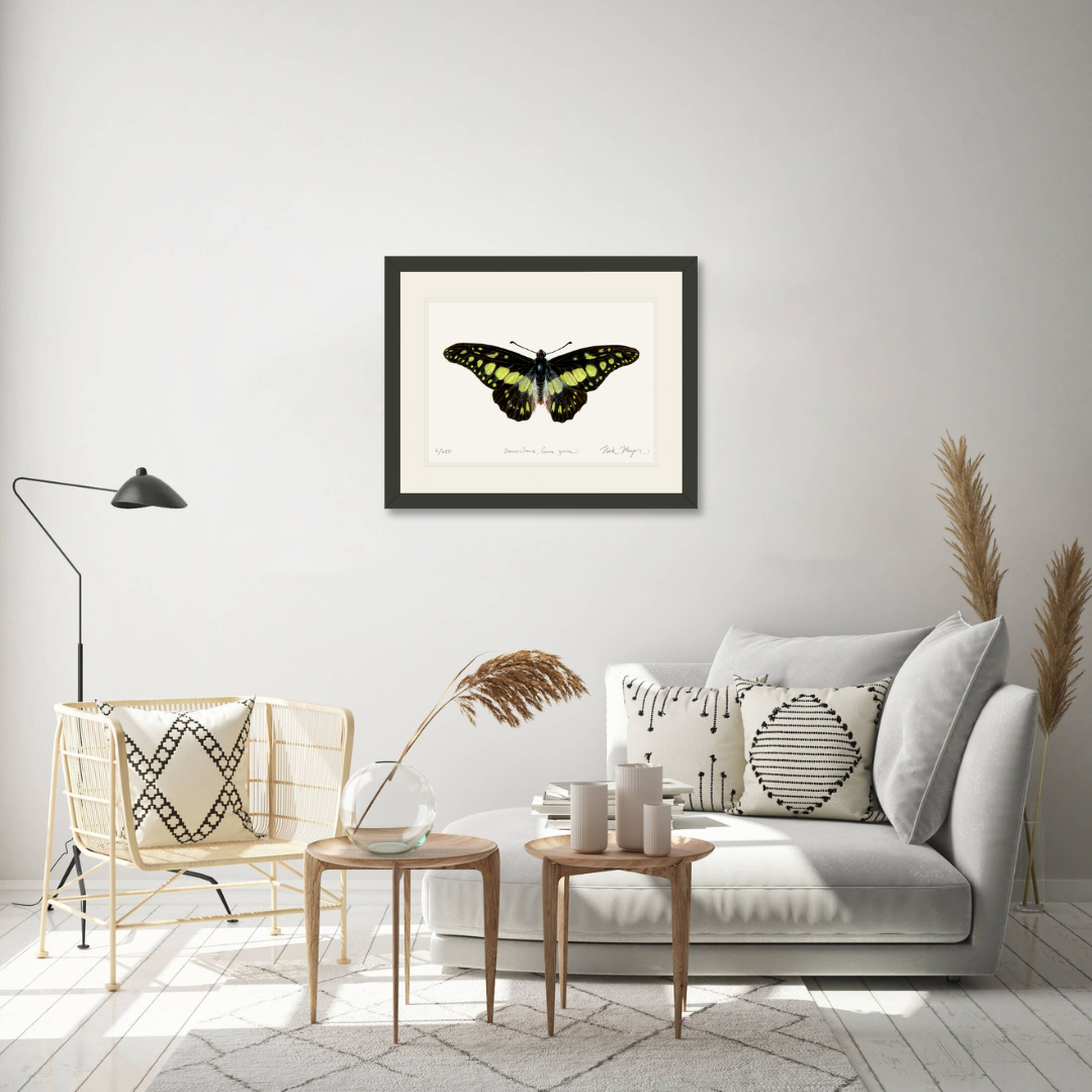 Electric Green Swordtail Butterfly Limited Edition Print