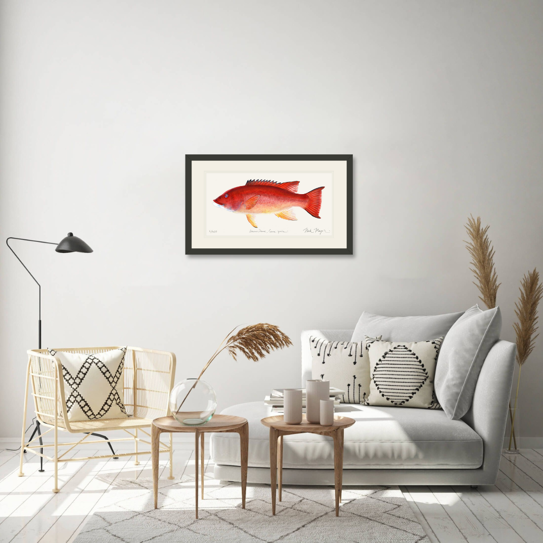 Female California Sheephead Limited Edition Print