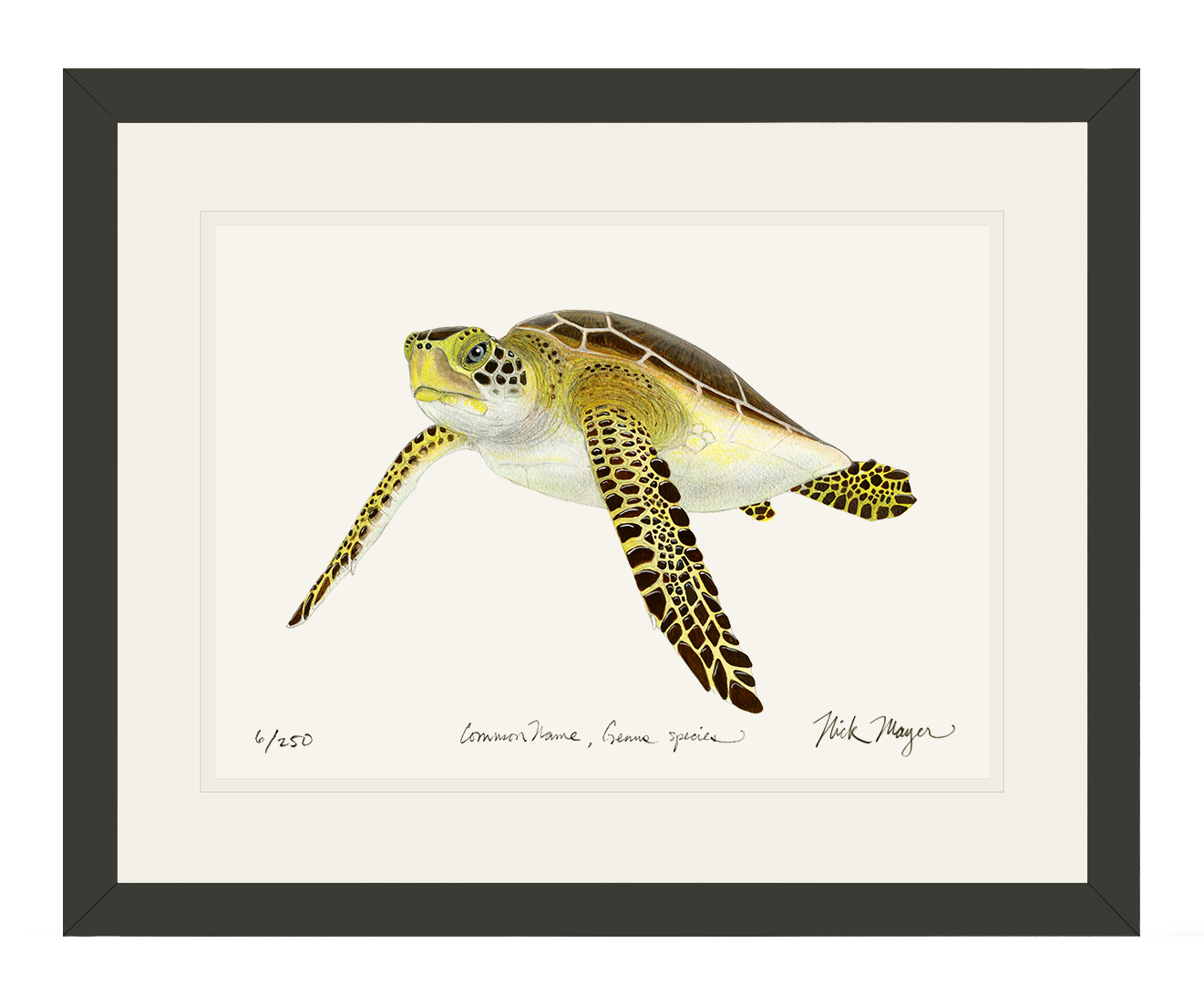 Juvenile Green Sea Turtle III Limited Edition Print - NEW