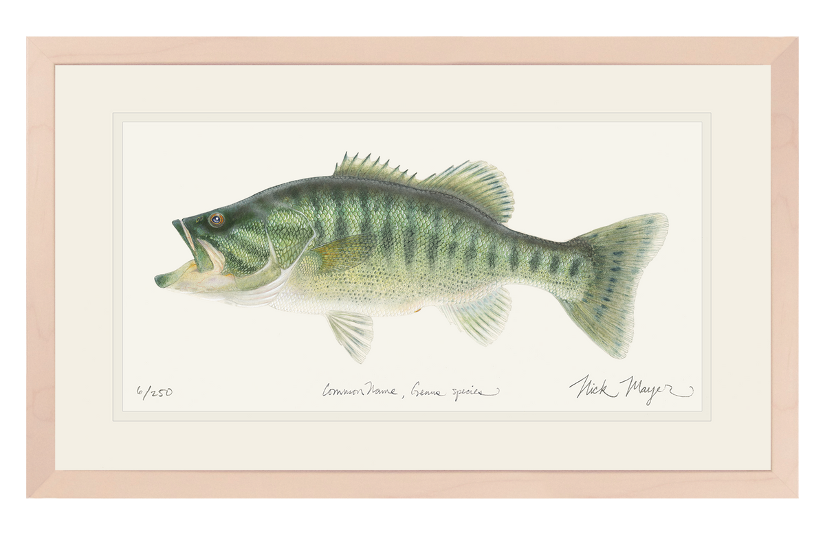 GUADALUPE BASS PRINT 13" x 19" FRAMED IN NATURAL WOOD, 1 AVAILABLE, SHIPS MONDAY 12/18/23!