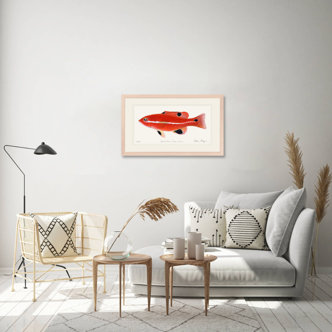 Juvenile California Sheephead Limited Edition Print