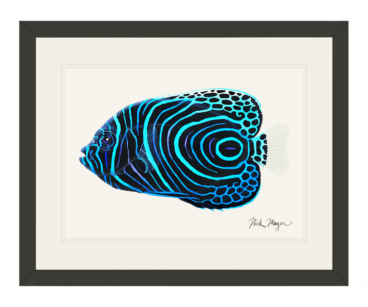 Juvenile Emperor Angelfish Print
