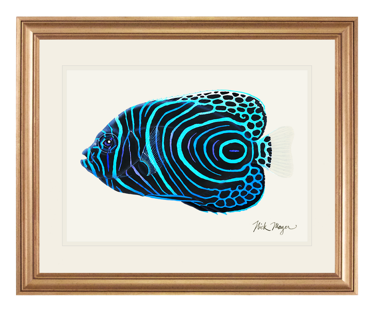 Juvenile Emperor Angelfish Print