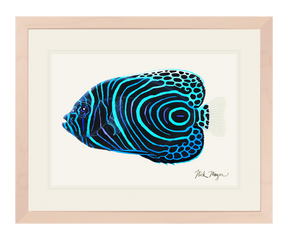 Juvenile Emperor Angelfish Print
