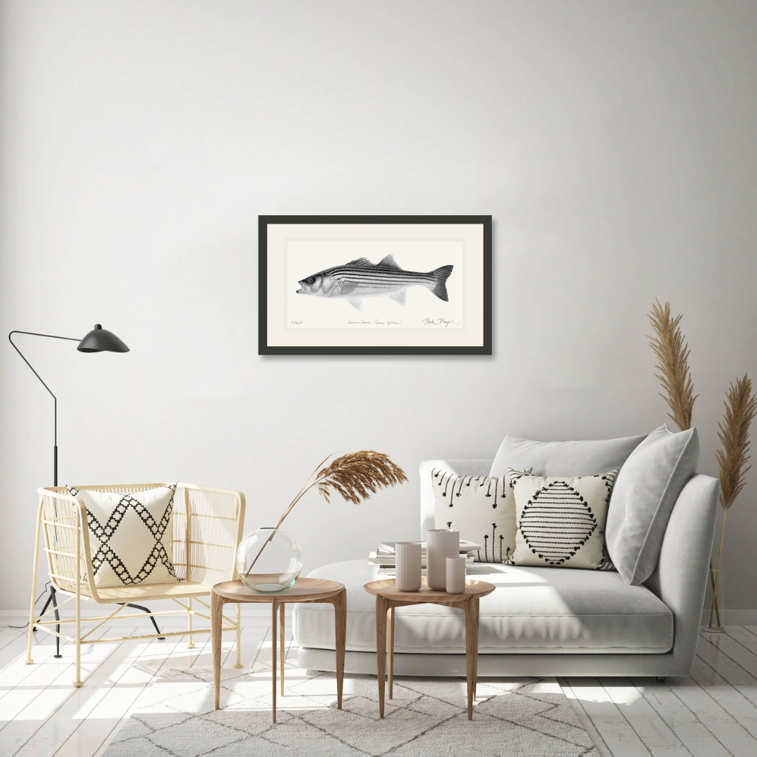 Juvenile Striped Bass Print (b&w)