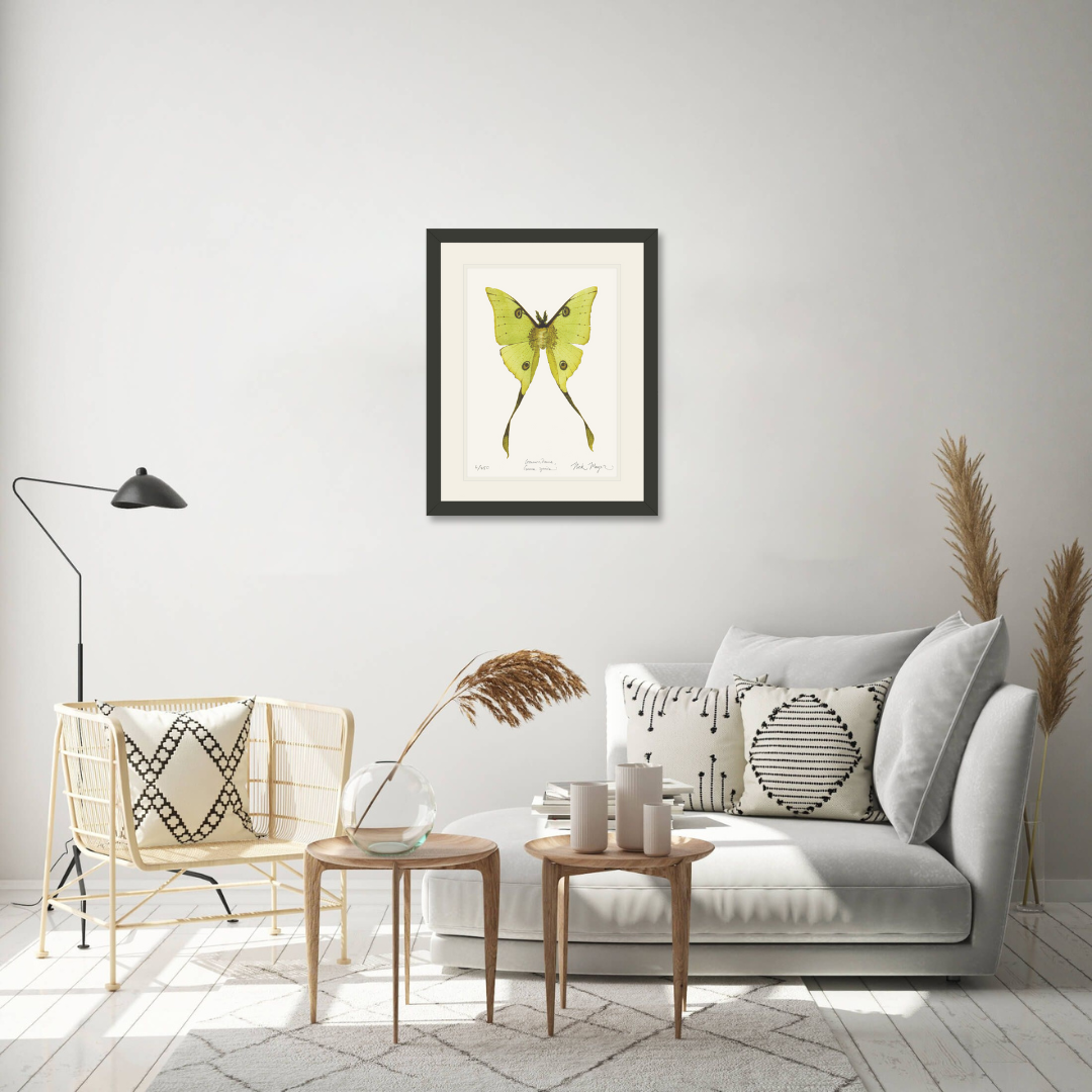 Madagascan Moon Moth Print