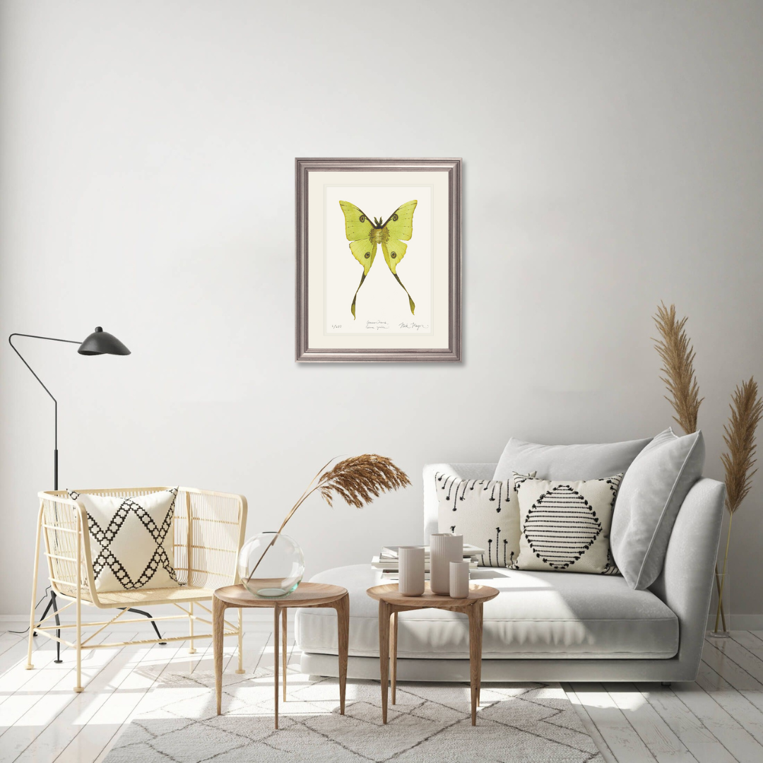 Madagascan Moon Moth Limited Edition Print