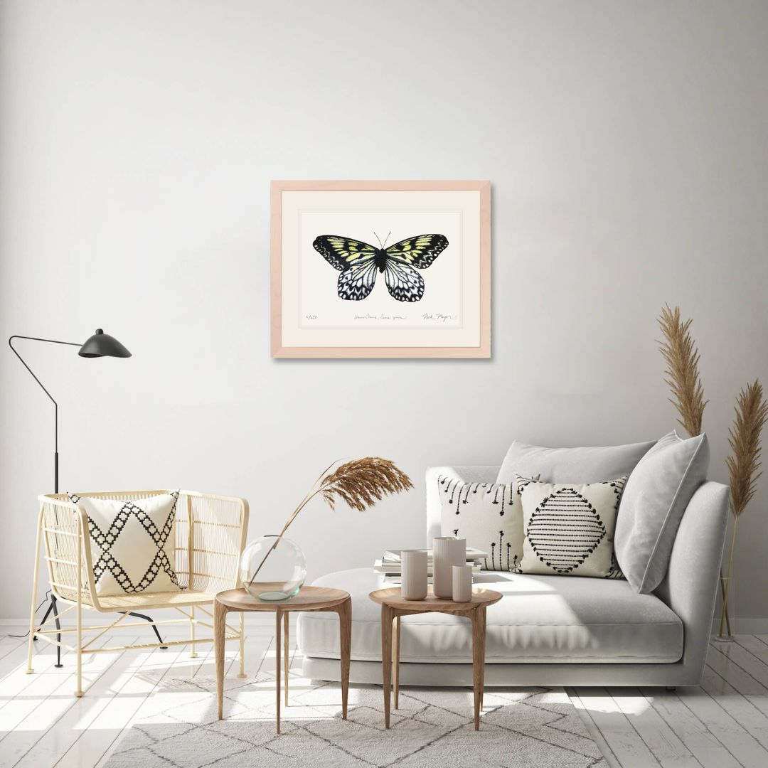 Mangrove Nymph Butterfly Limited Edition Print