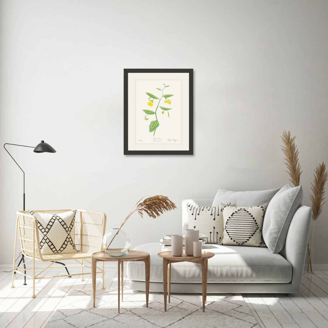 Pale Jewelweed Wildflower Print