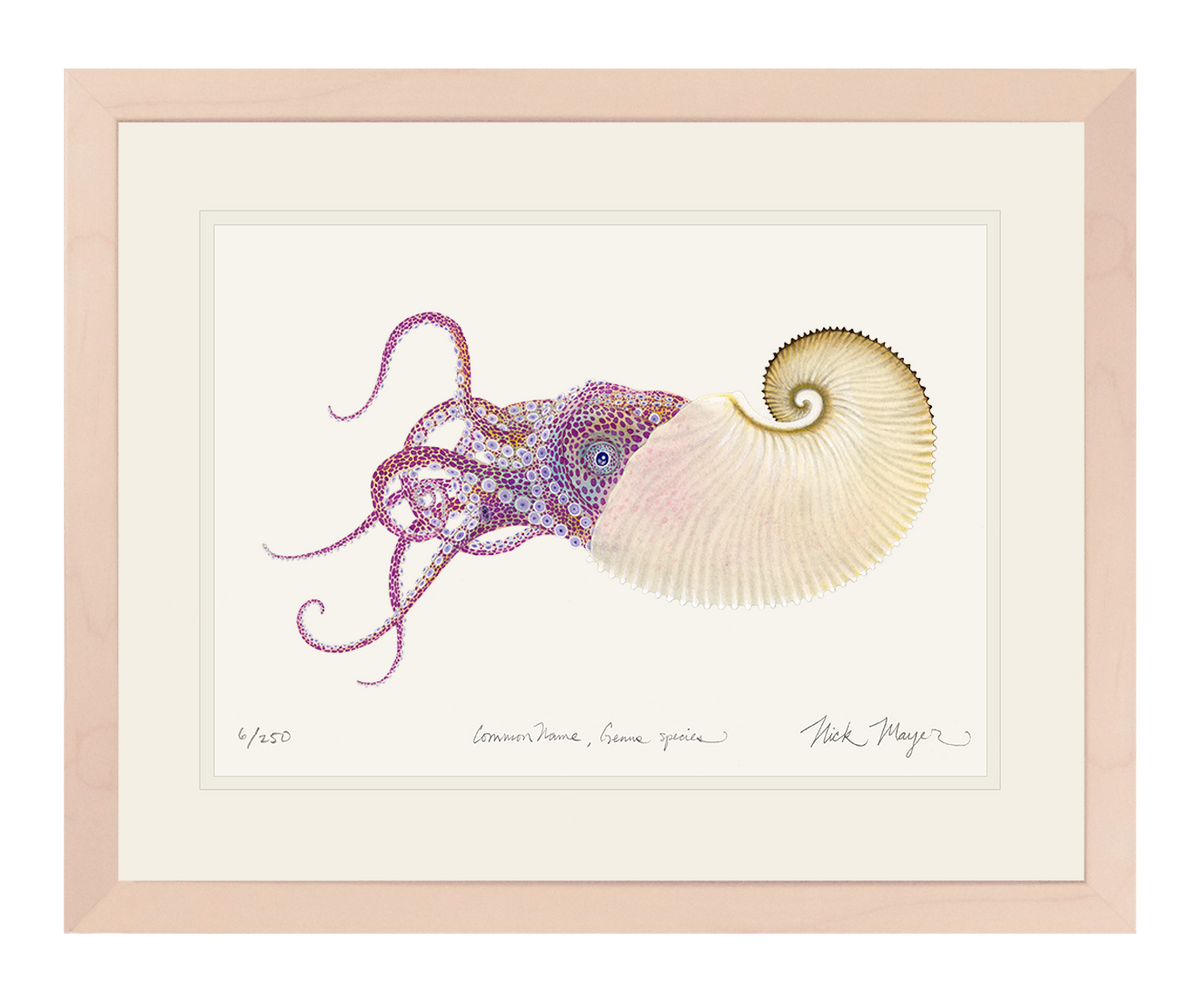 PAPER NAUTILUS: 11" x 14" FRAMED IN WHITEWASHED WOOD, 1 AVAILABLE, SHIPS MONDAY 12/18/23!