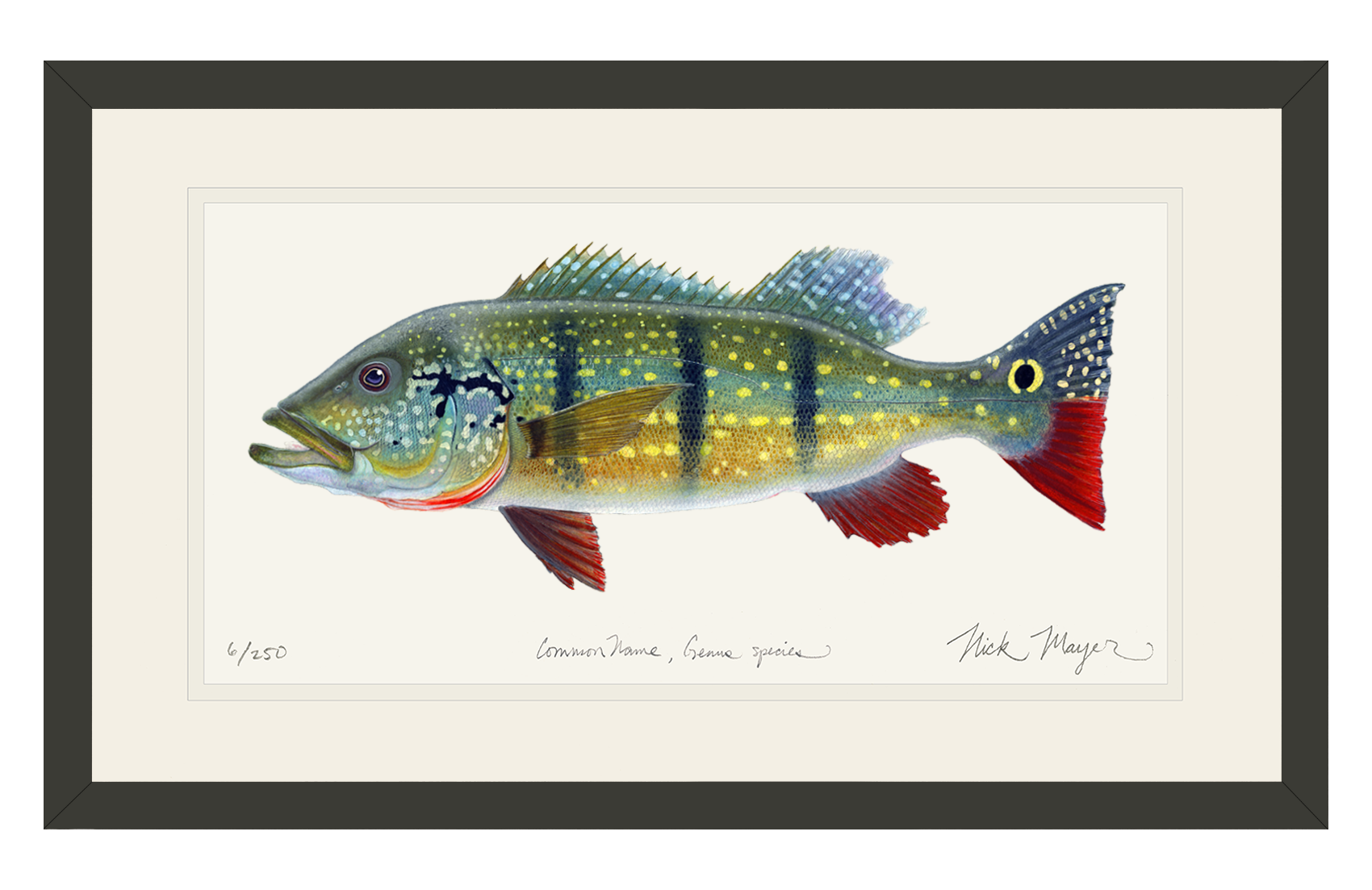 NEW! Peacock Bass Limited Edition Print
