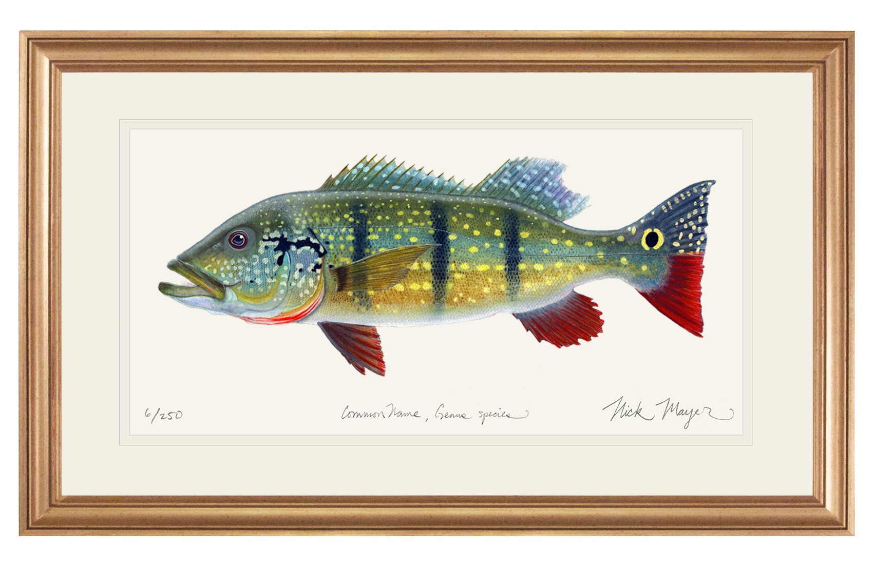 NEW! Peacock Bass Limited Edition Print