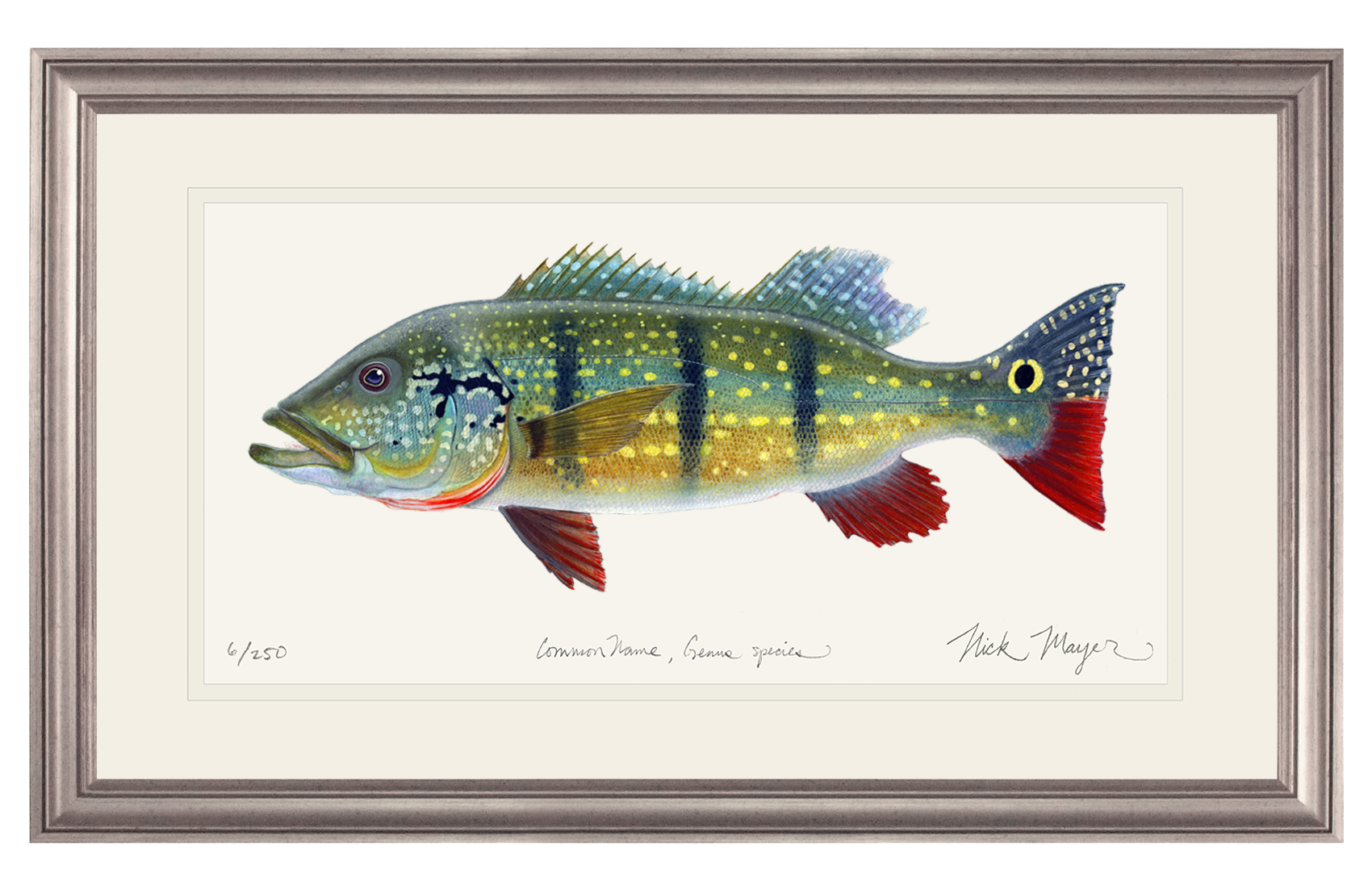 NEW! Peacock Bass Limited Edition Print