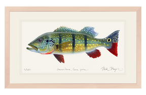 NEW! Peacock Bass Signed Print
