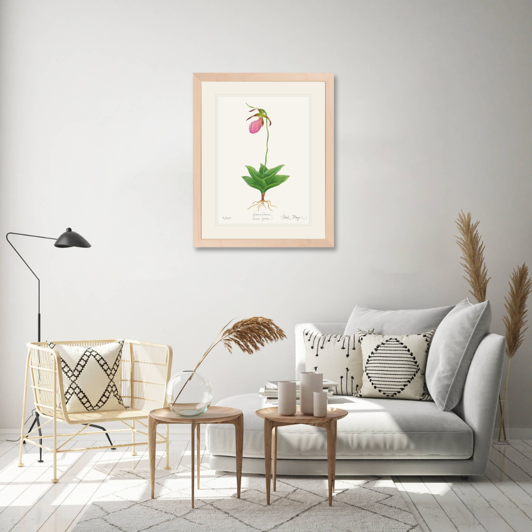 Pink Lady's Slipper Wildflower Limited Edition Print