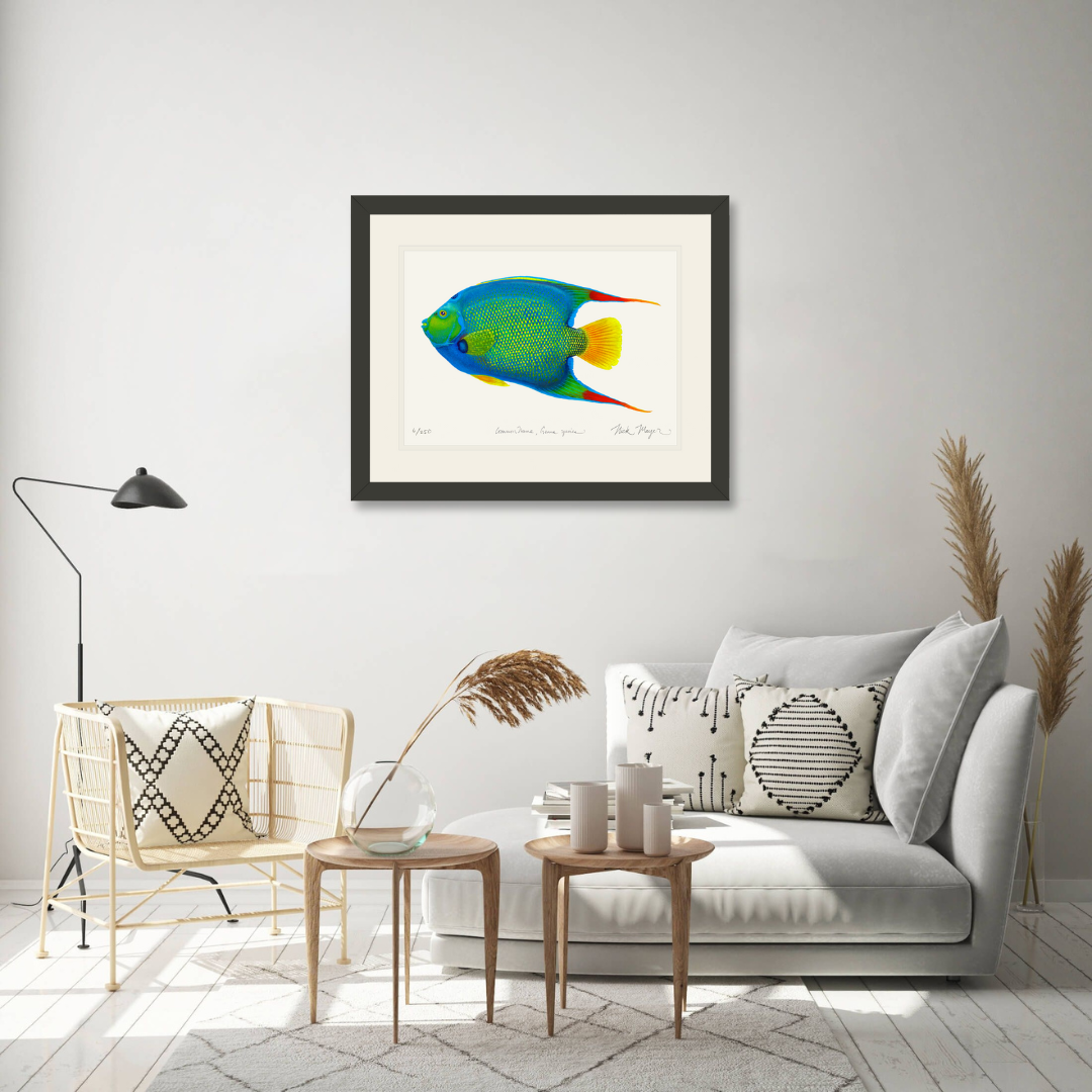Queen Angelfish Limited Edition Print