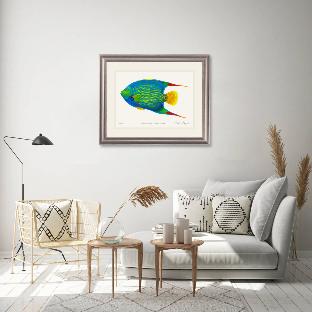 Queen Angelfish Limited Edition Print