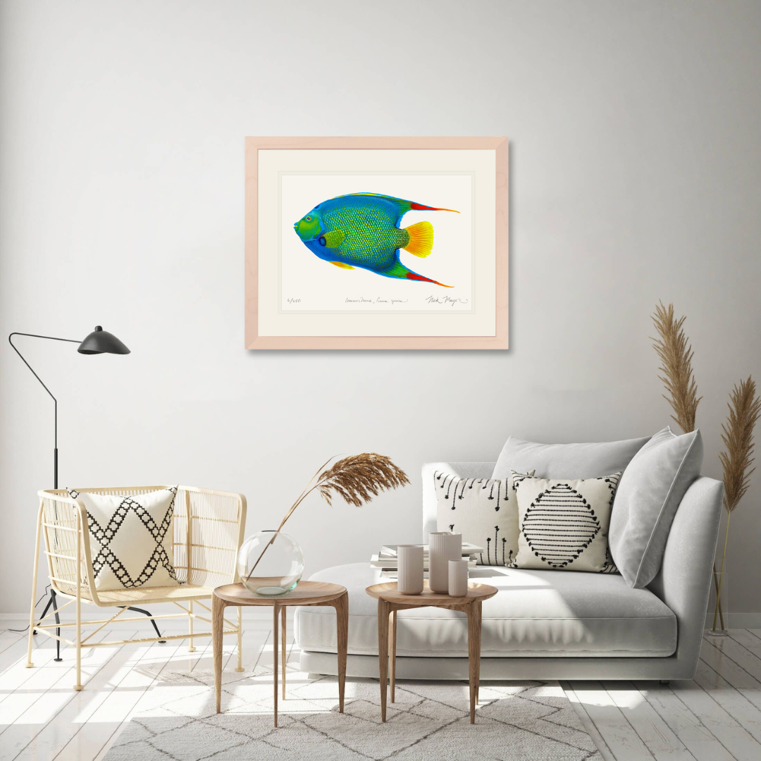 Queen Angelfish Limited Edition Print