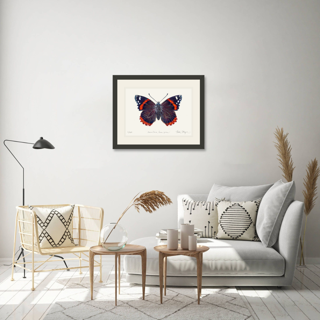 Red Admiral Butterfly Print