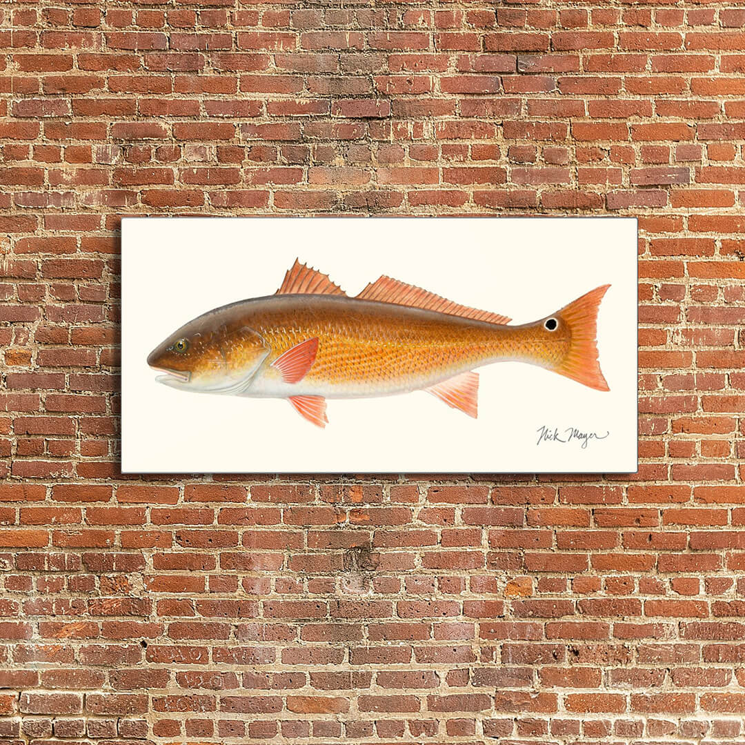Redfish Metal Print