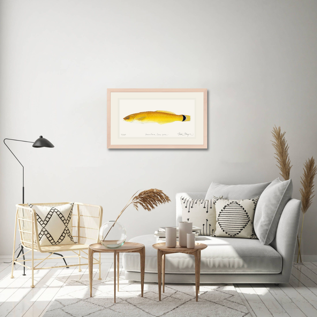 Senorita Wrasse Limited Edition Print