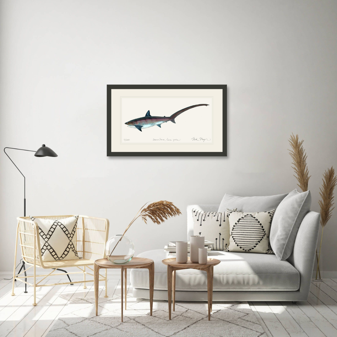 Thresher Shark Print