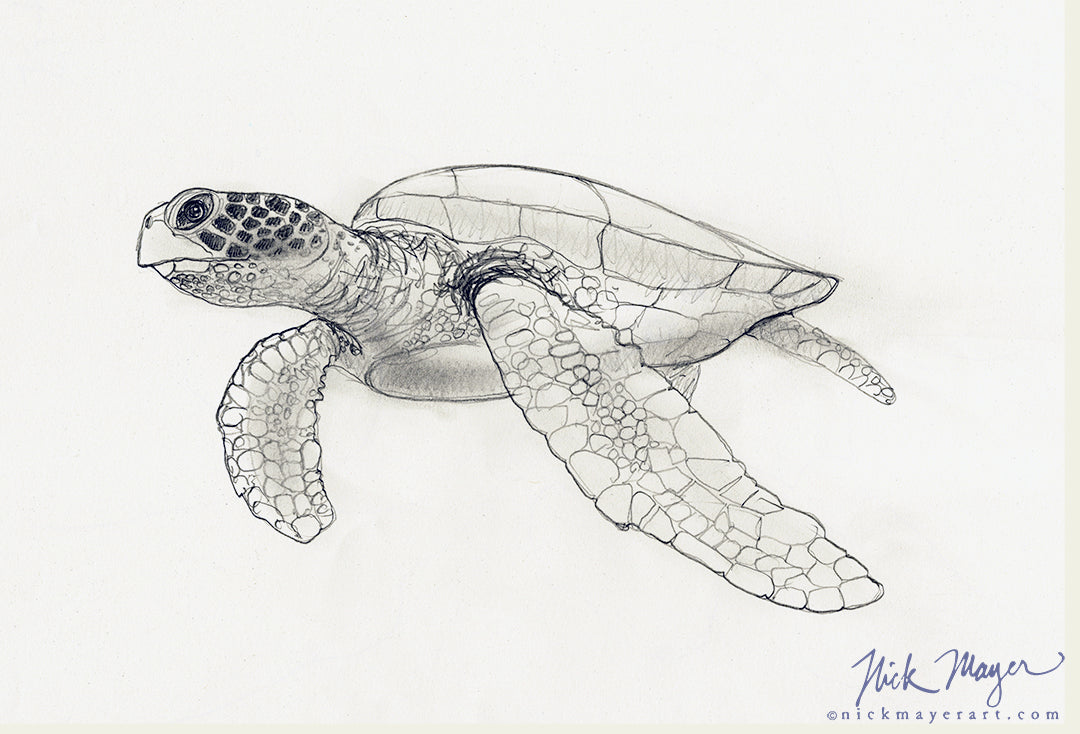 Sea Turtle Study, Original Pencil Sketch