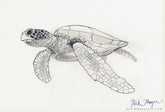 Sea Turtle Study, Original Pencil Sketch